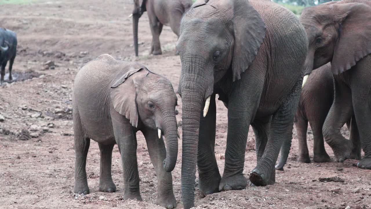 familia de elefantes con su pequeño en el parque nacional de aberdare, kenia, áfrica oriental