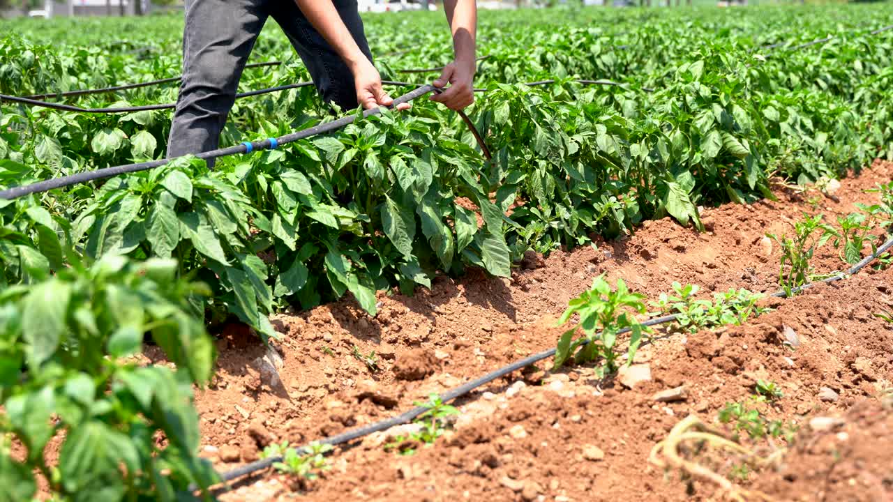 joven agricultor que establece un sistema de riego por goteo en un huerto. negocio de agricultura y cultivo. naturaleza.