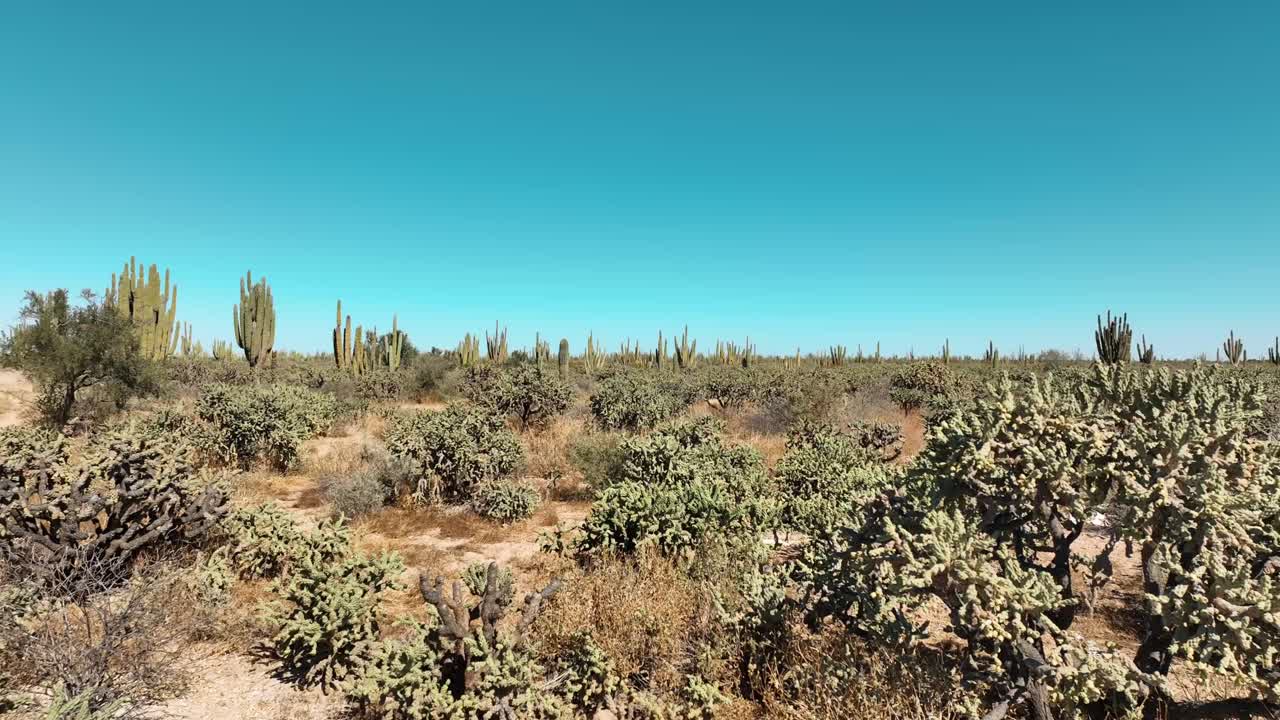 video de un vuelo muy bajo de un avión no tripulado a través de los arbustos del desierto a través del desierto pasando cerca de arbustos y espinas