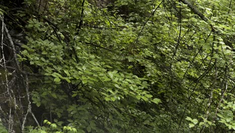 dense forest undergrowth