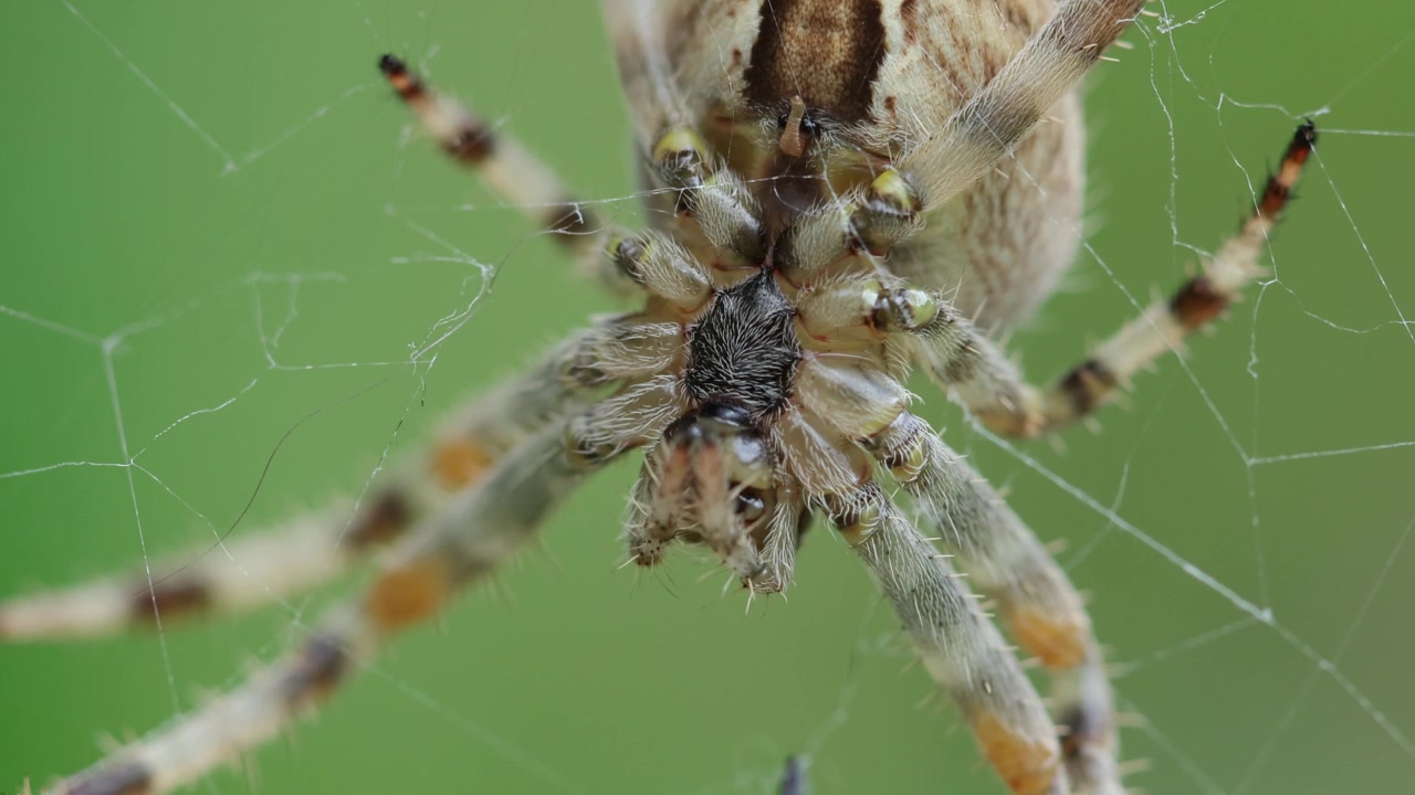Primo piano di un ragno crociato, Araneus diadematus, sulla sua ragnatela a telaio. Estate. Regno Unito