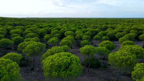 vista panorámica del paisaje verde con bosques de pino piñonero en el bosque de el rompido en españa