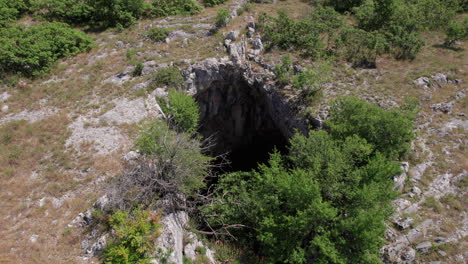 trees growing out of cave