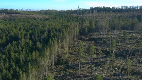 borde limpio entre bosque sano y tala rasa