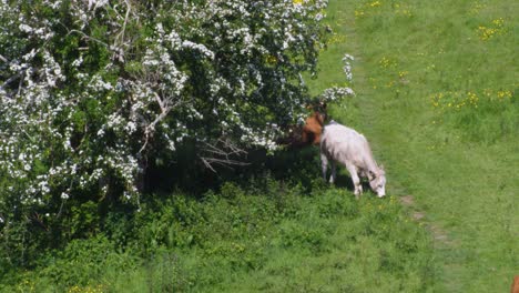 cows in the shade of a tree in the distance in the heat of a summer day in england
