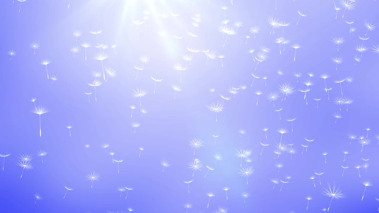 바람에 날아다니는 사탕수수 씨