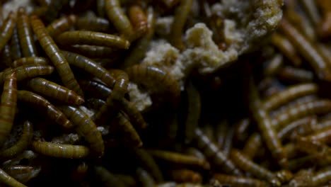 the mealworm is a species of darkling beetle used to feed pets like fish, snakes, birds, and frogs