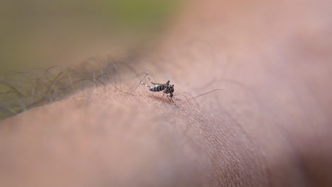 las picaduras de mosquitos causan enfermedades como el dengue y la malaria.