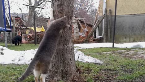 gato gris afilando sus garras en el árbol del patio