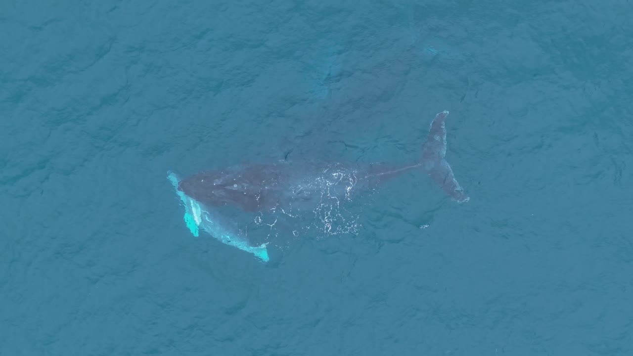 Top-down drone shot showing a humpback whale mother bonding closely with her calf as they swim in clear turquoise water