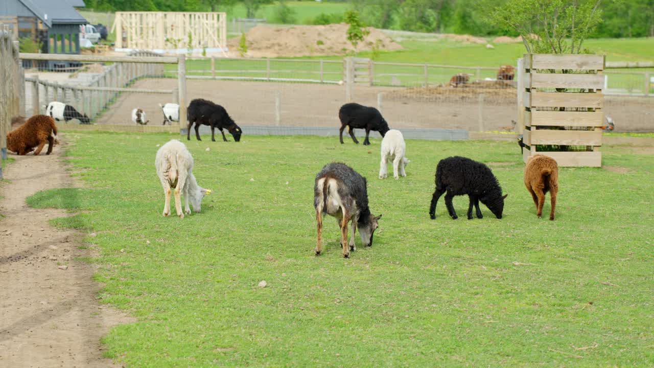 Mixed group of young goats (Capra hircus) and lambs (Ovis aries) graze in a spacious, green petting zoo field, surrounded by wooden fences and open enclosures on a bright spring afternoon