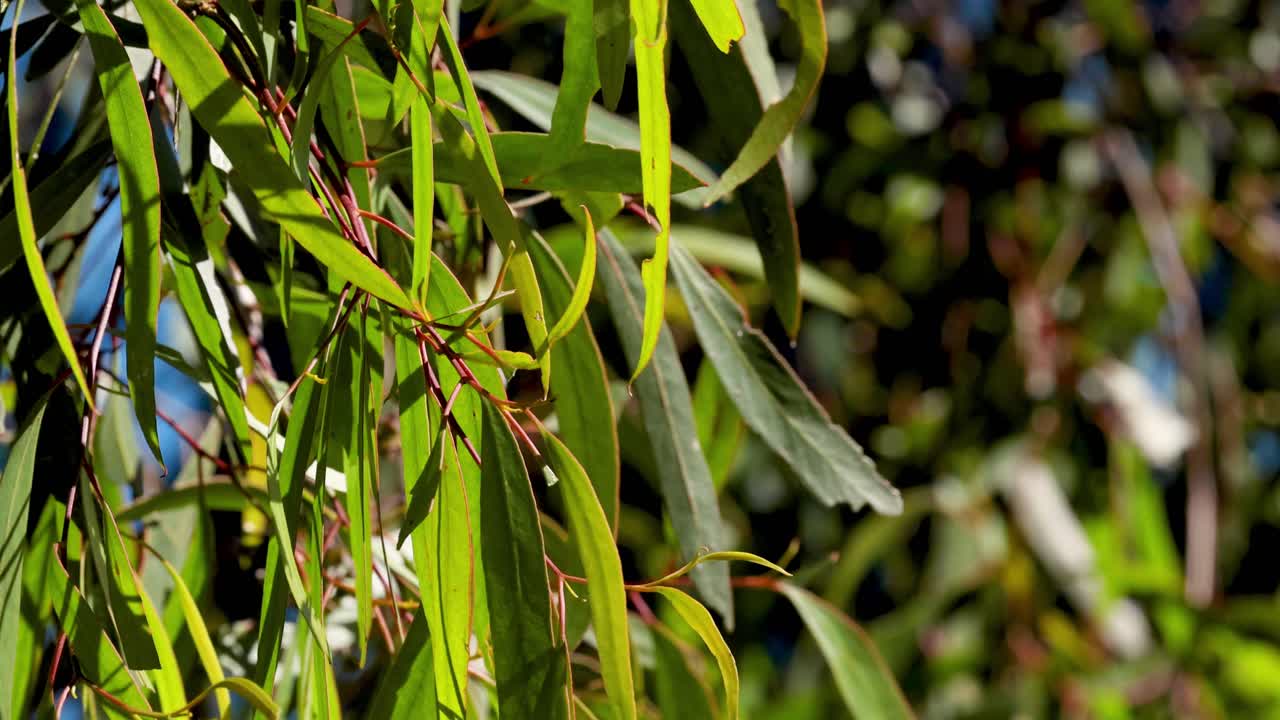 유칼립투스 잎 이 부드러운 바람 에 흔들리고 있다
