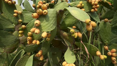 Close-up-pullback-reveal,-large-Prickly-Pear-Opuntia-cactus-with-fruit