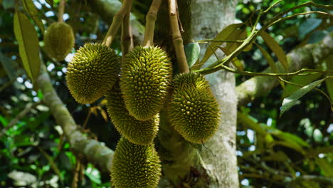 fruta durian colgando de un árbol en vietnam