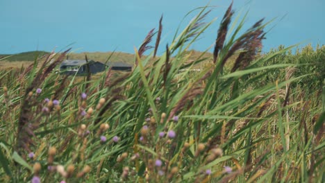 slow-motion-footage-of-barley-in-the-wind-in-front-of-denish-village