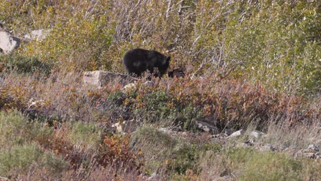 Cachorros-De-Oso-Jugando-En-Las-Rocas-Un-Oso-Negro-Y-Un-Oso-Pardo-Adoptado