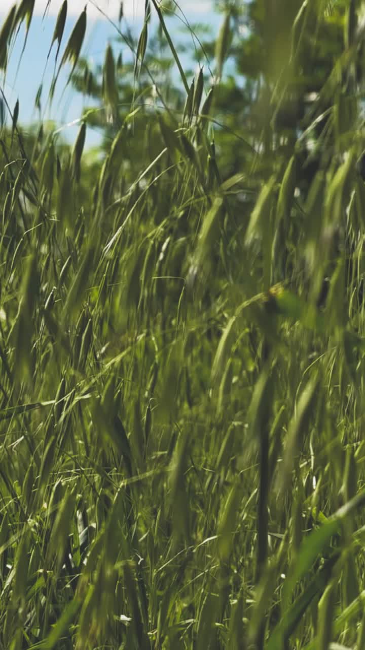 Alti steli d'erba verde che ondeggiano dolcemente nella brezza