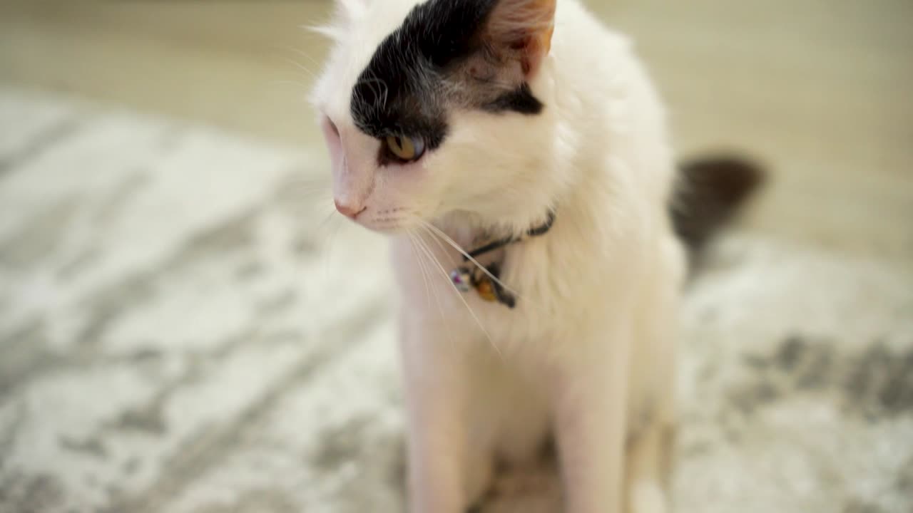 Small White domestic cat in home