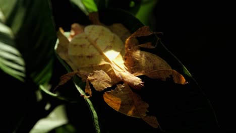 insecto de hoja javanés, phyllium pulchrifolium, forma amarilla femenina, imágenes de 4k