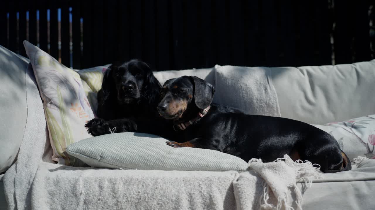 Two little dogs on soft, seat, snuggled together, warm and sweet