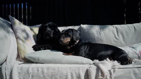 two little dogs on soft, seat, snuggled together, warm and sweet