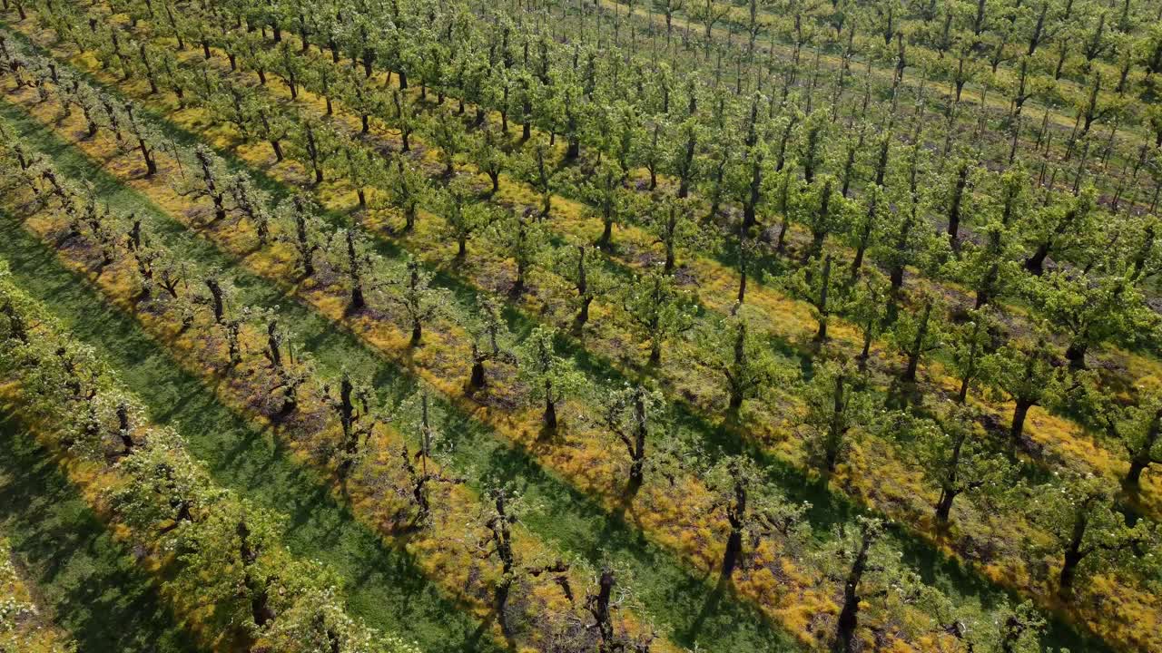 네덜란드 의  ⁇  에 있는 나무 들 의 대규모 재배