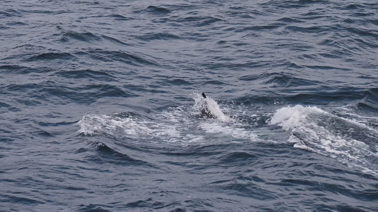 A sleek orca moves gracefully through the water in slow motion, showcasing its power
