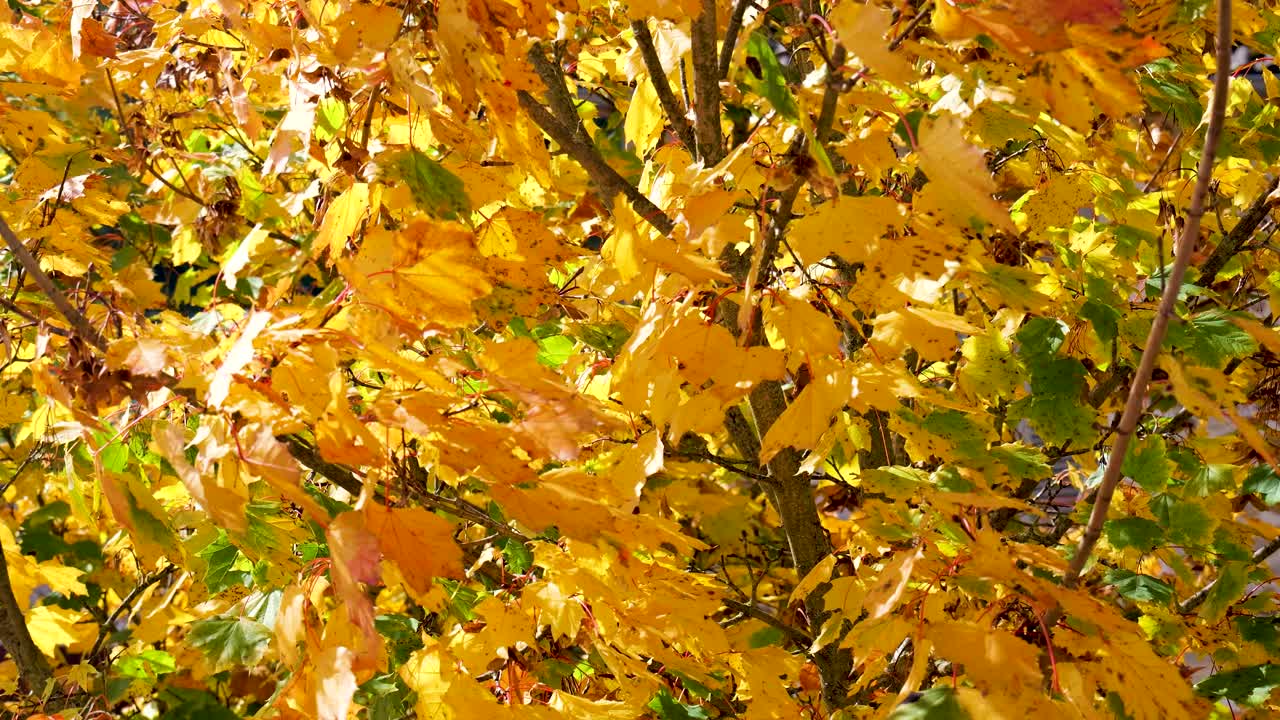Goldene Herbstblätter wiegen sich sanft an einem hellen, luftigen Tag