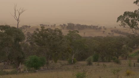 dust and smoke haze storm outback new south wales australia drought and trees blowing windy day static shot