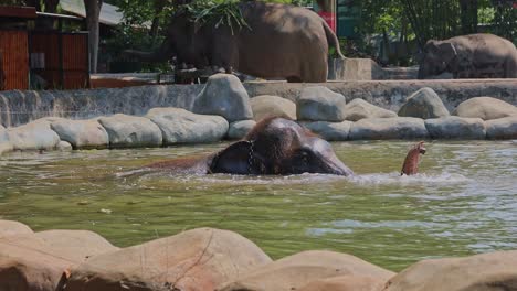 elephants playing in a zoo pool