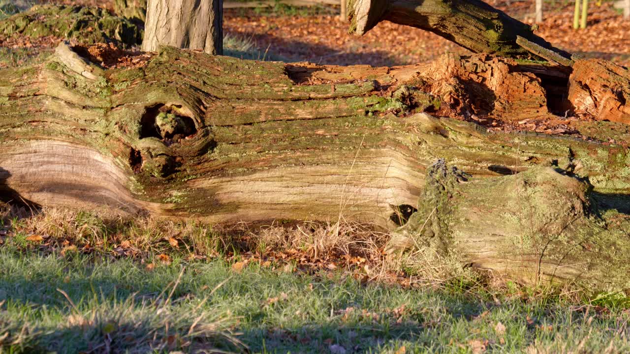 Left To Right Close Up Shot Of A Fallen Rotten Oak Tree With Missing Bark And Covered In Moss In British Winter During Golden Hour