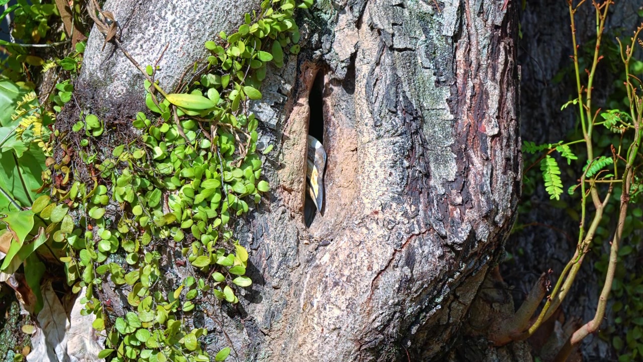 Nest Hole In The Tree Trunk With Oriental Pied Hornbill Inside. Close-up Shot