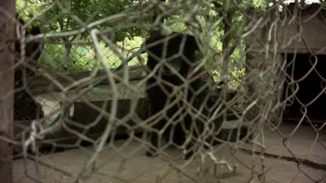 abandoned dog sitting lonely in a backyard cage