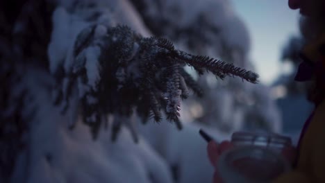 man pruning pine tree leaves and placing in a jar during winter