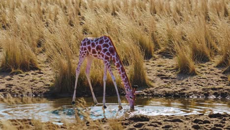 young giraffe drinking at a water hole