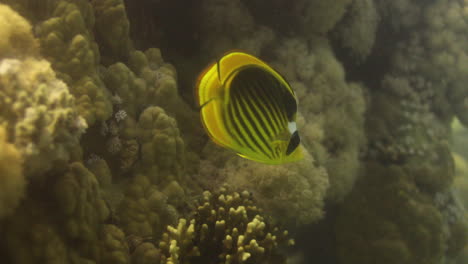Waschbär-Falterfisch-Im-Korallenriff-Des-Roten-Meeres-In-Ägypten