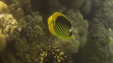 raccoon butterflyfish in the coral reef of the red sea of egypt