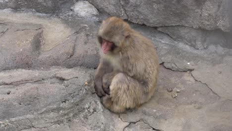 Japanischer-Affe,-Der-Auf-Felsen-Im-Zoo-Ruht---Breiter,-Statischer-Schuss