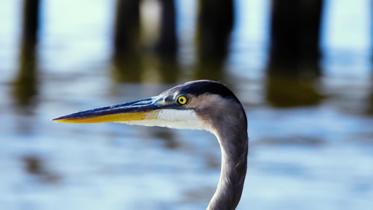 vista de cerca de una garza azul en un pantano