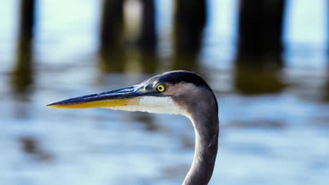 close up view of a blue heron in a marsh