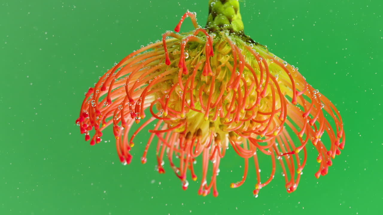 핀 쿠션 프로테아와 거품