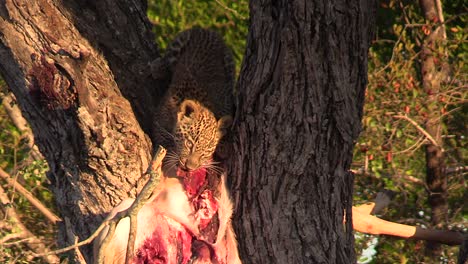 Un-Cachorro-De-Leopardo-Alimentándose-De-Una-Matanza-Fresca-En-Un-árbol-Mientras-Mira-Ferozmente-A-La-Cámara