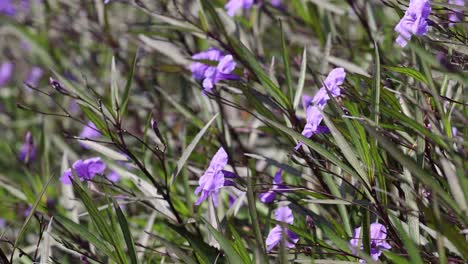 flores púrpuras balanceándose suavemente en el viento