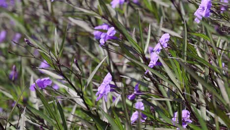 purple flowers swaying gently in the wind