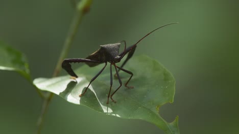 el insecto del escudo negro se sienta inmóvil en la hoja en la reserva nacional de tambopata, perú