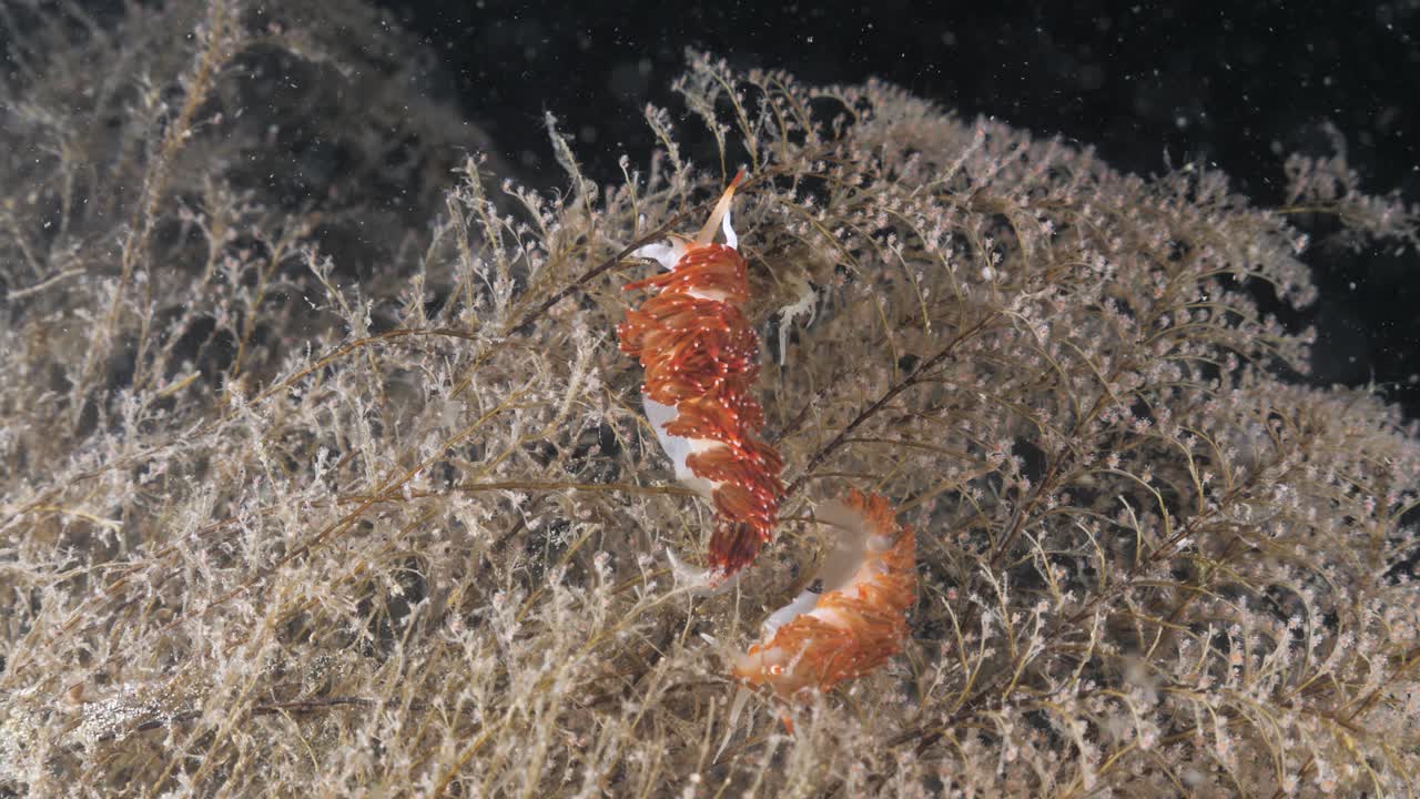 두 마리의 사쿠라오리스 종의 누디브란크가 야간 다이빙에서 스쿠바 다이버의 빛에 의해 빛납니다.