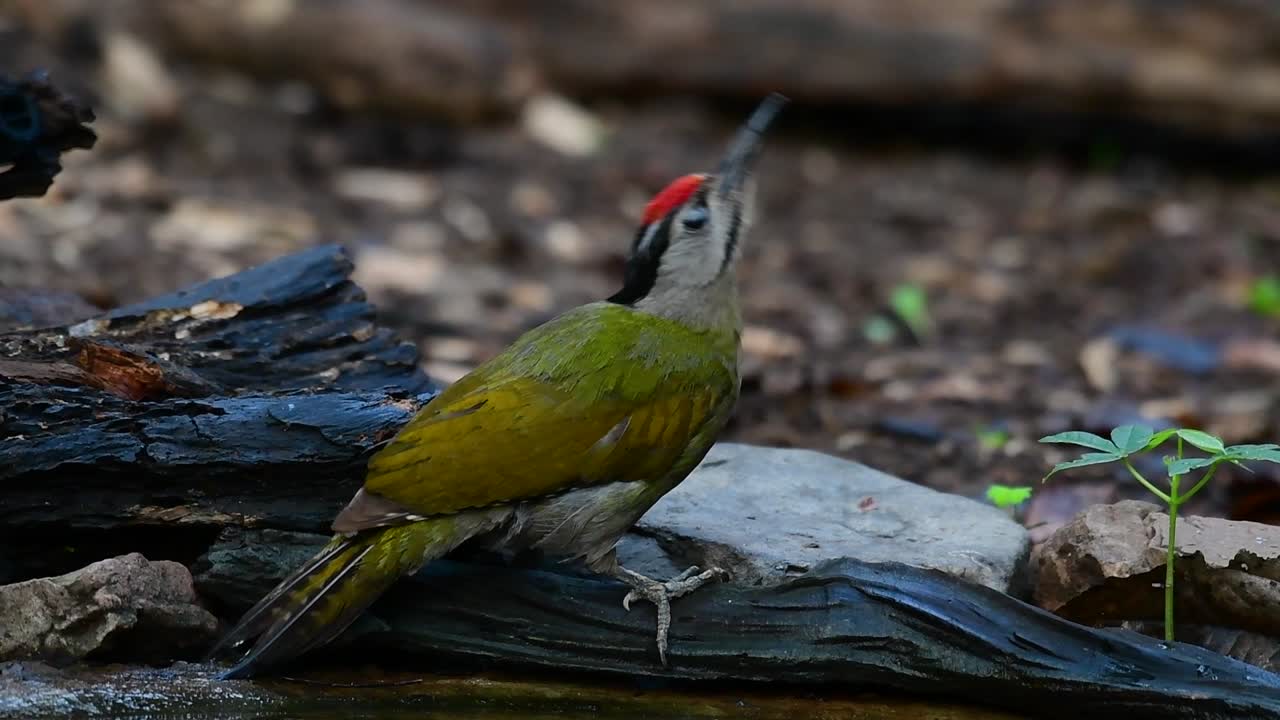 el pájaro carpintero de cabeza gris también se llama pájaro carpintero de cara gris se encuentra en muchos parques nacionales en tailandia y es muy particular en la elección de su hábitat para que prospere