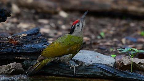 El-Pájaro-Carpintero-De-Cabeza-Gris-También-Se-Llama-Pájaro-Carpintero-De-Cara-Gris-Se-Encuentra-En-Muchos-Parques-Nacionales-En-Tailandia-Y-Es-Muy-Particular-En-La-Elección-De-Su-Hábitat-Para-Que-Prospere