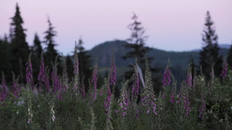 Flores-Silvestres-Que-Florecen-En-Las-Montañas