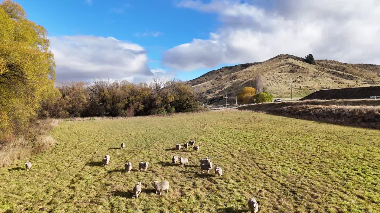 Pecore pascolano in un campo lussureggiante e illuminato dal sole a Wanaka, Nuova Zelanda, circondate da colline e alberi sotto un cielo azzurro brillante